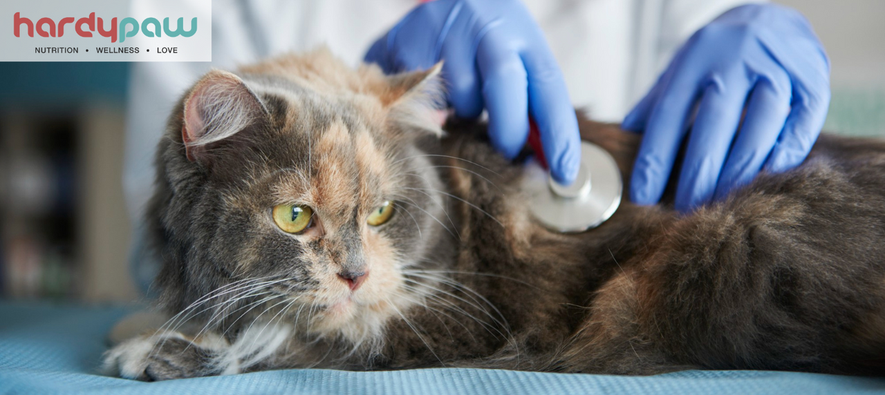 24 Common Cat Diseases - Symptoms & Treatments [GUIDE]