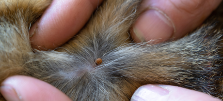 Cat getting checked for ticks