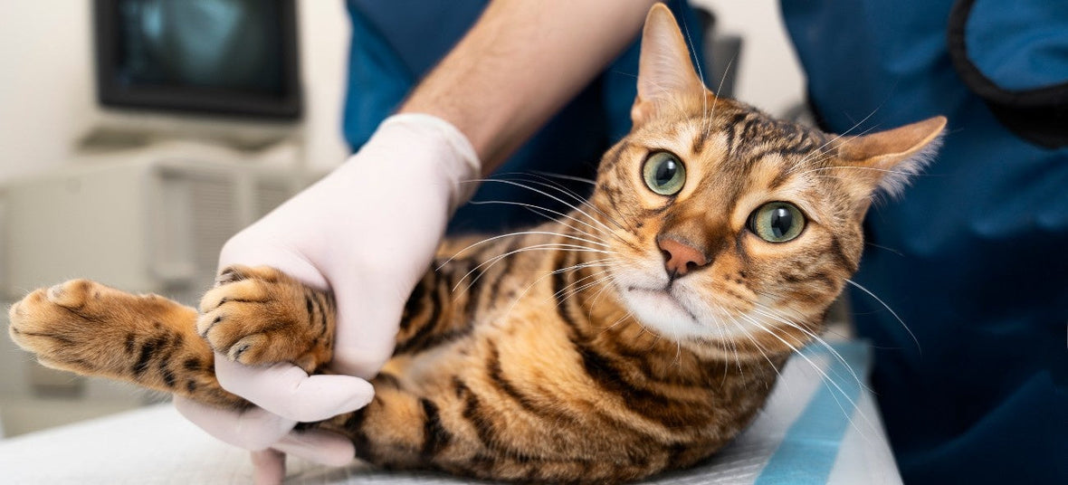 Cat Joint Health: A Complete Guide for Caring Cat Parents