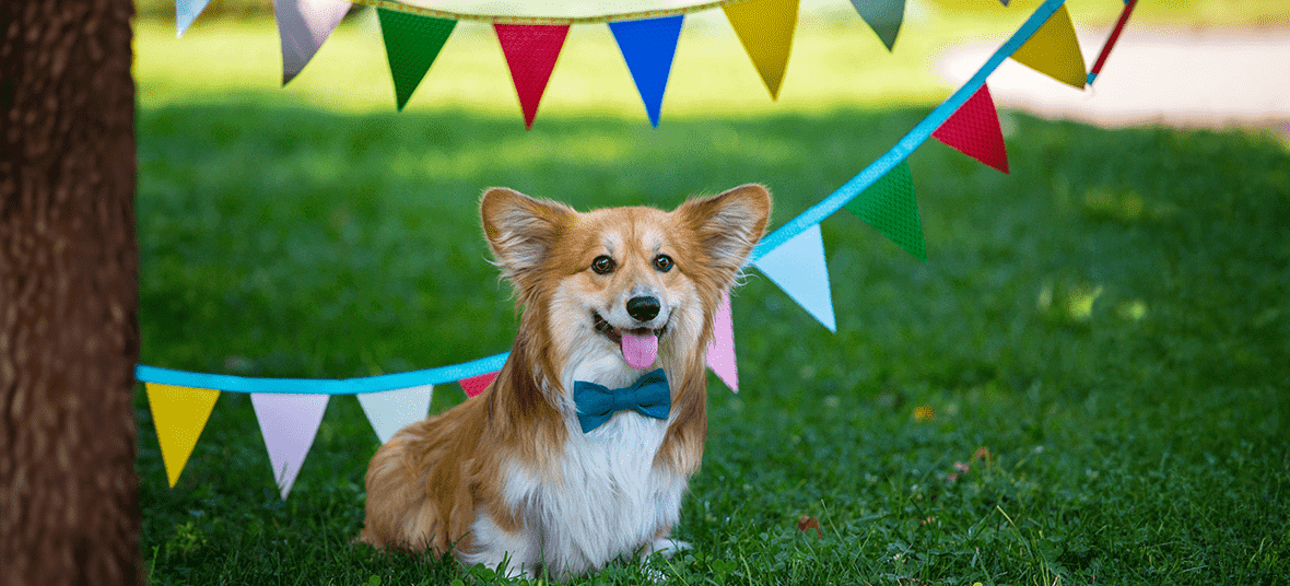 Celebrate International Corgi Day with Simple Care Tips for a Healthy and Happy Corgi
