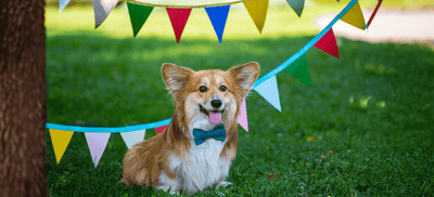 Celebrate International Corgi Day with Simple Care Tips for a Healthy and Happy Corgi