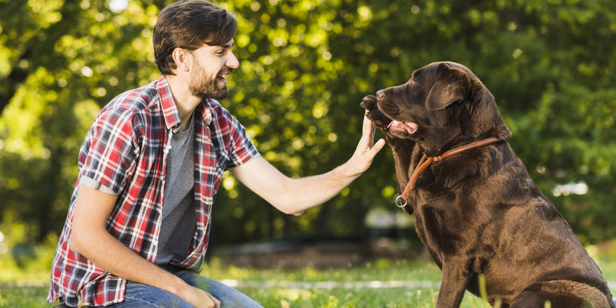 10 Fun Ways to Celebrate the National Dog Month