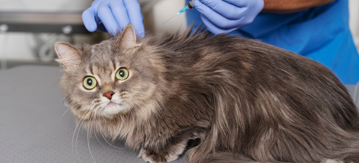 Chip Your Pet Month: Microchipping & Pet ID Guide