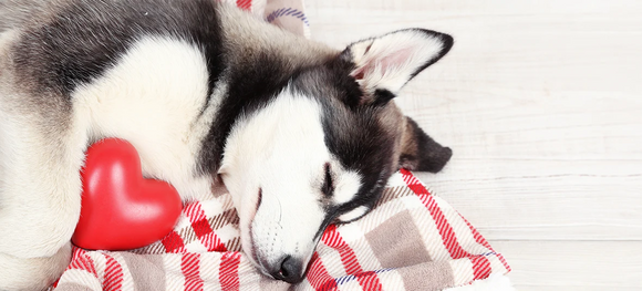 A husky puppy sleeping comfortably on a plaid blanket with a red heart figure next to it, serving as a visual representation highlighting care and awareness for congestive heart failure in dogs.