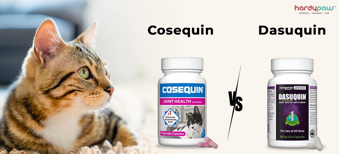 Cosequin vs. Dasuquin for Cats