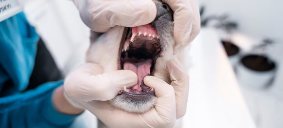 Dog getting a dental check up