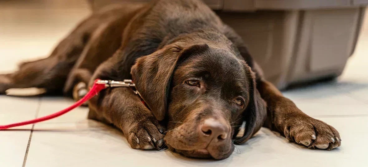 Dog Arthritis Treatment: Exercise, Therapy, Medicine, Supplements and Other Options