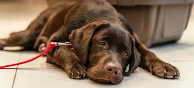 Dog Arthritis Treatment: Exercise, Therapy, Medicine, Supplements and Other Options