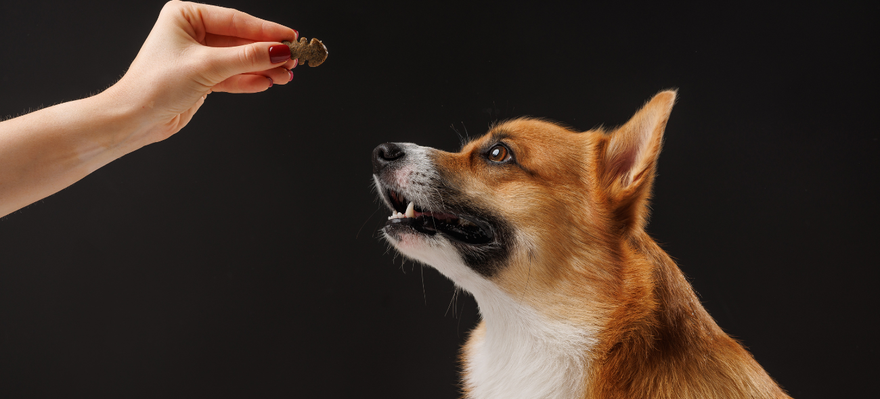 Welsh Corgi looking to get a treat from human