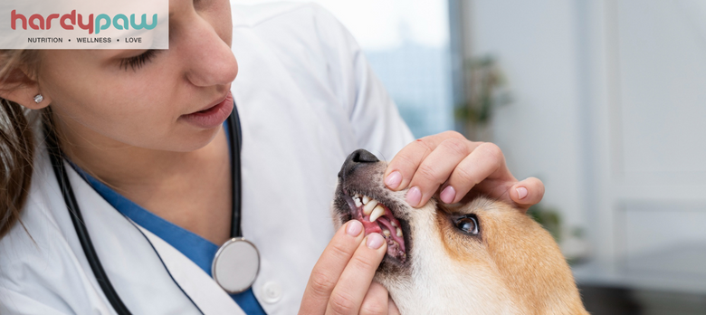 Dog Diseases & Treatments - A to Z Guide for Pet Owners