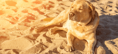 Dog Heatstroke: Signs, Prevention, and What to Do in an Emergency