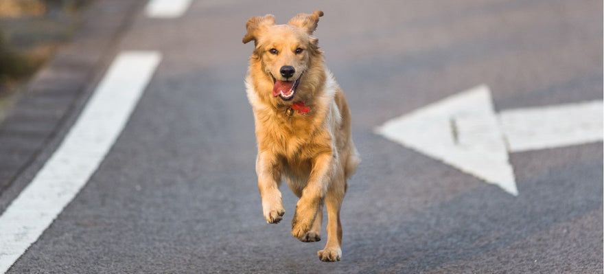 Dog Joint Health Guide on Causes, Signs, and Supplements