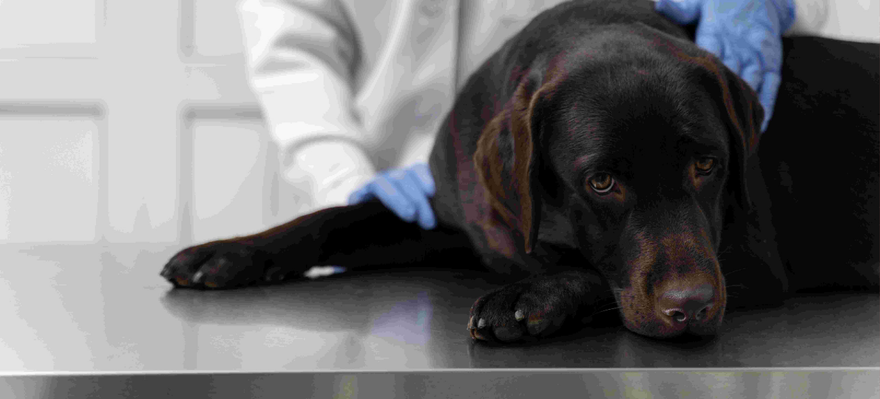 Dog Kidney Supplements: 7 Effective Ways to Support Canine Kidney Health