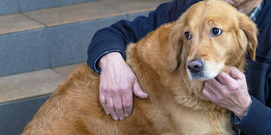 Sad looking golden retriever
