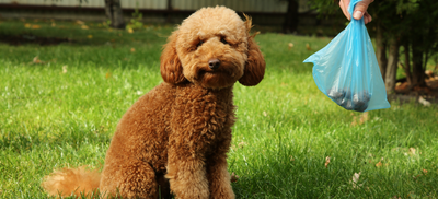 a poodle sitting in a garden and a human hand holding poop bag.