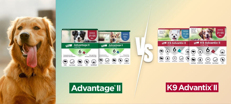 Best Flea and Tick Treatment for Dogs