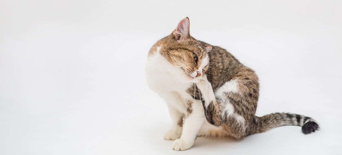 a cat scratching its ear