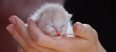 Fading Kitten Syndrome