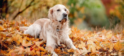10 Fall Essentials for Senior Dogs: Joints, Skin, Paws & More