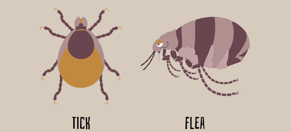 a graphic image showing difference between flea and tick