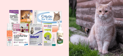 Best Flea and Tick Treatment for Cats