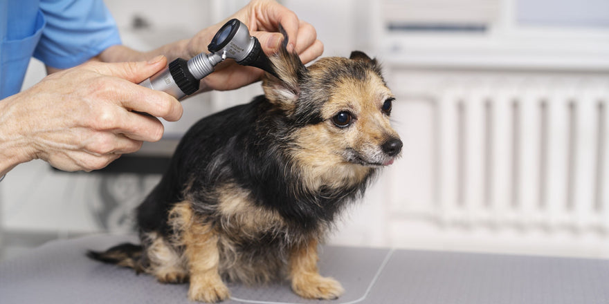 Floppy-Eared Dog getting checked by a vet