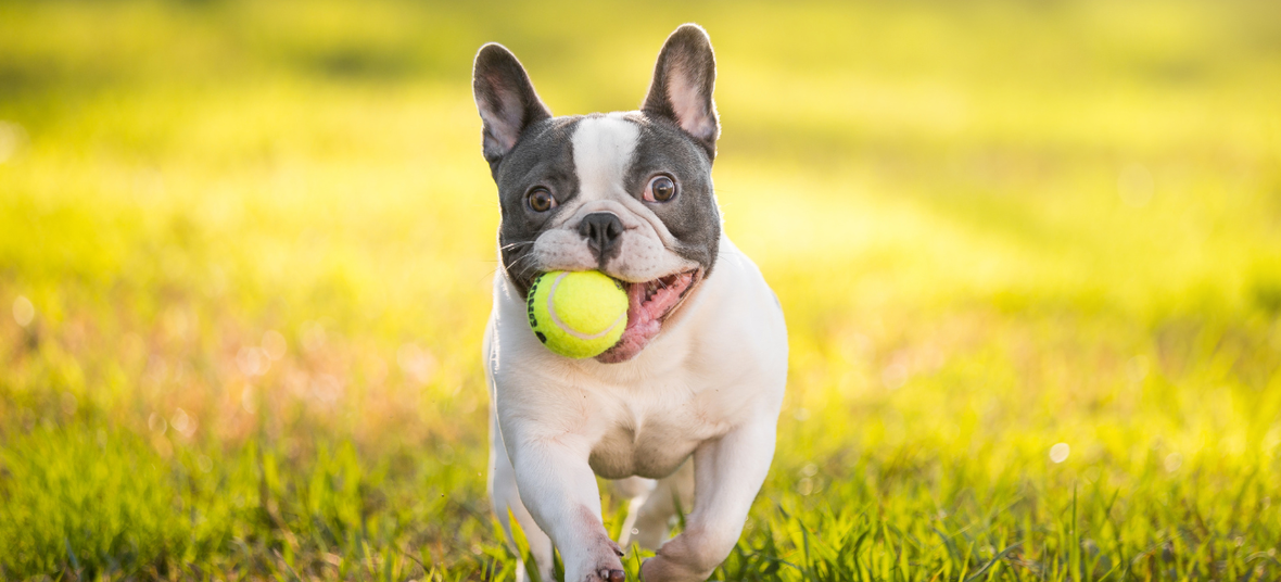 a French Bulldog playing with a ball
