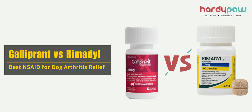 Galliprant vs Rimadyl - Best NSAID for Dog Arthritis Relief