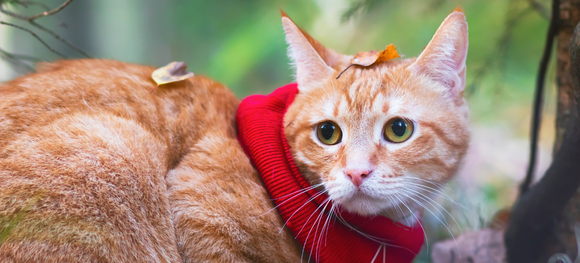 Ginger Cat Appreciation Day