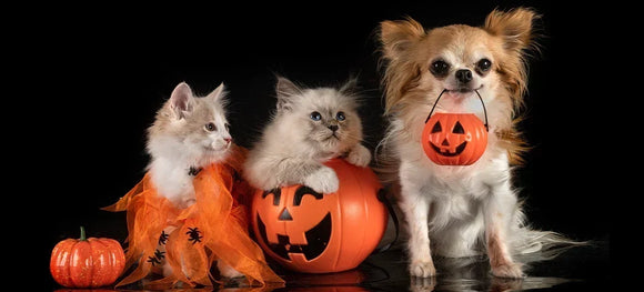 12 Halloween Activities for Pets This Spooky Season