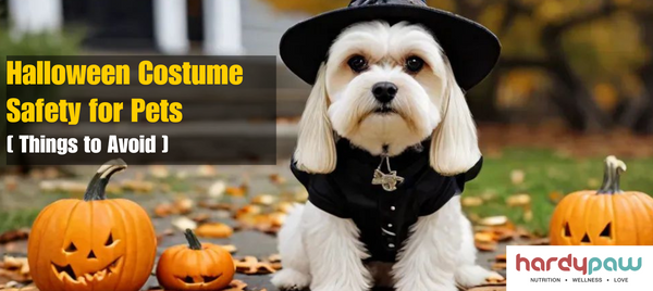 Halloween Costume Safety for Pets - Things to Avoid!