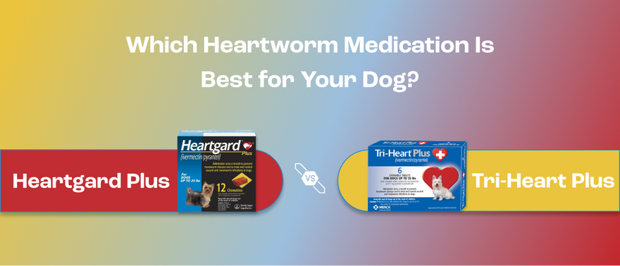 Tri-Heart Plus vs Heartgard Plus - Which Heartworm Medication Is Best for Your Dog?