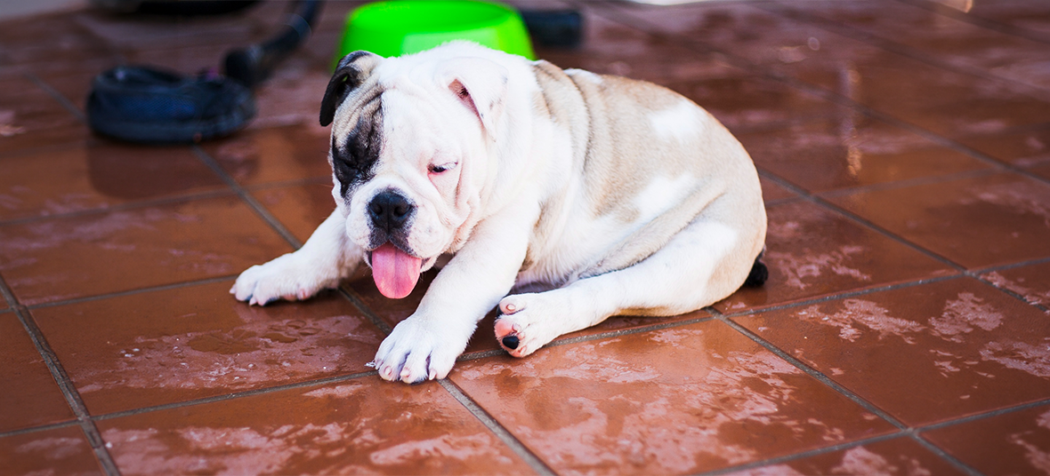 Hip and Elbow Dysplasia in Dogs: Symptoms, Diagnosis, Treatment, and Long-Term Care