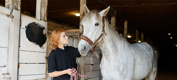 Hock Arthritis in Horses: A Complete Guide