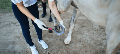 Hoof Care for Horses: Preventing Cracked Hooves, Infections, and Common Hoof Diseases