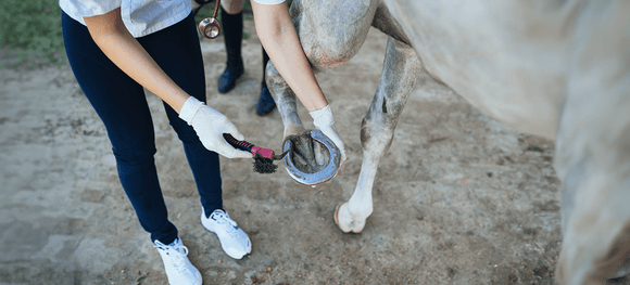 Hoof Care for Horses: Preventing Cracked Hooves, Infections, and Common Hoof Diseases