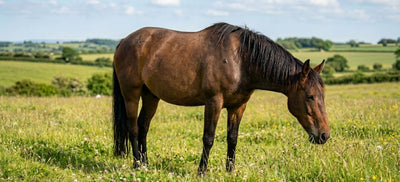 Horsefly Bite Guide: Symptoms, Allergic Reactions & Best Treatments