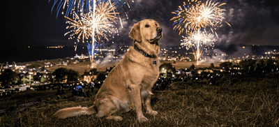 How To Find a Lost Pet After the 4th of July Fireworks and Help Bring Them Home Safely