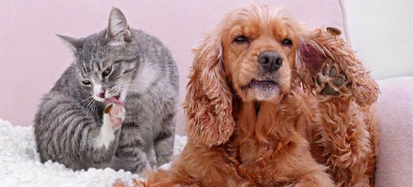 How to Get Rid of Flea Infestation in a Multi-Pet House