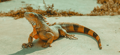 How to Keep Your Reptiles Cool in Summer (Guide)