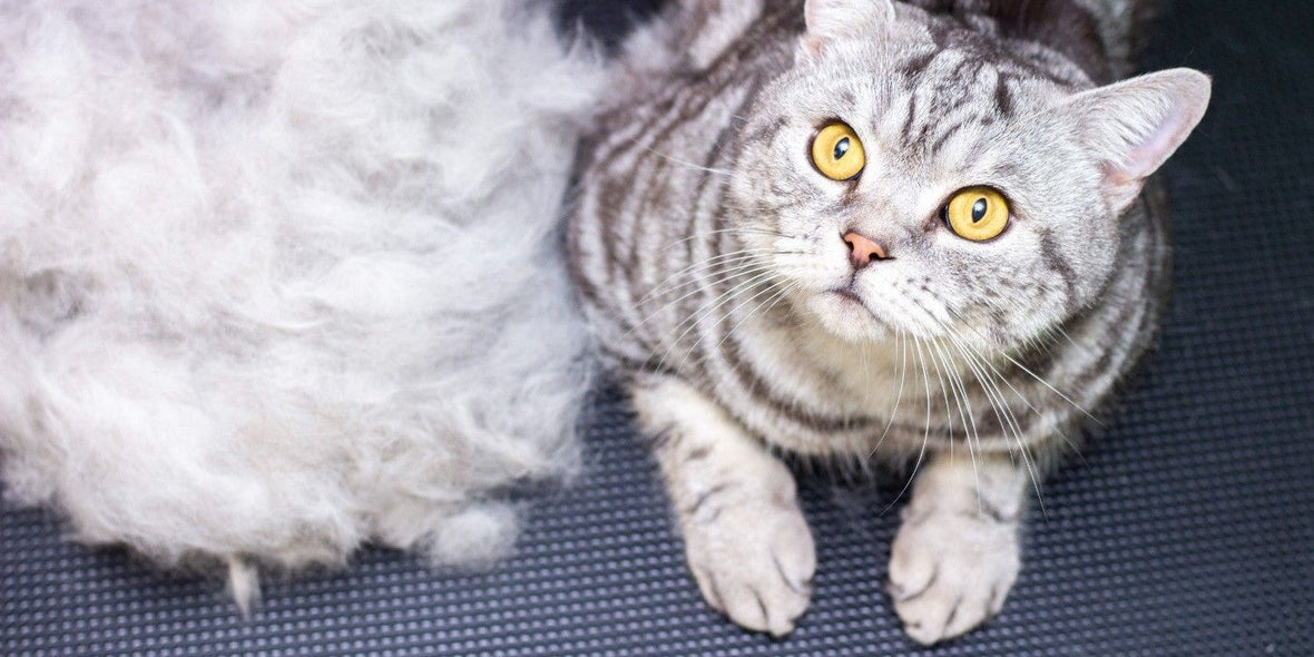 How to Reduce Pet Shedding with a Grooming Routine in 2025