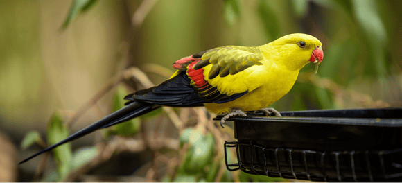 How to Keep Your Pet Bird Cool in Summer