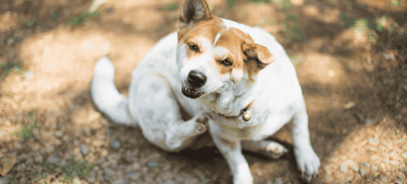How to Stop Your Dog from Scratching Constantly