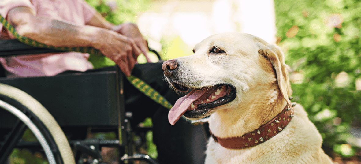 International Guide Dog Day Edition: 5 Best Dog Training Treats for Dogs