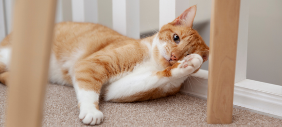 Best Indoor Cat Flea and Tick Treatment for a Safe Home