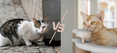 a comparison image of an outdoor and indoor cat