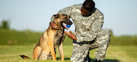 a K-9 dog playing with a ball with a soldier 