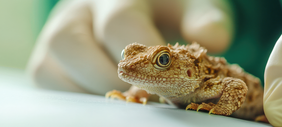 Mouth Rot in Reptiles: How to Treat and Prevent It in Snakes and Other Reptiles