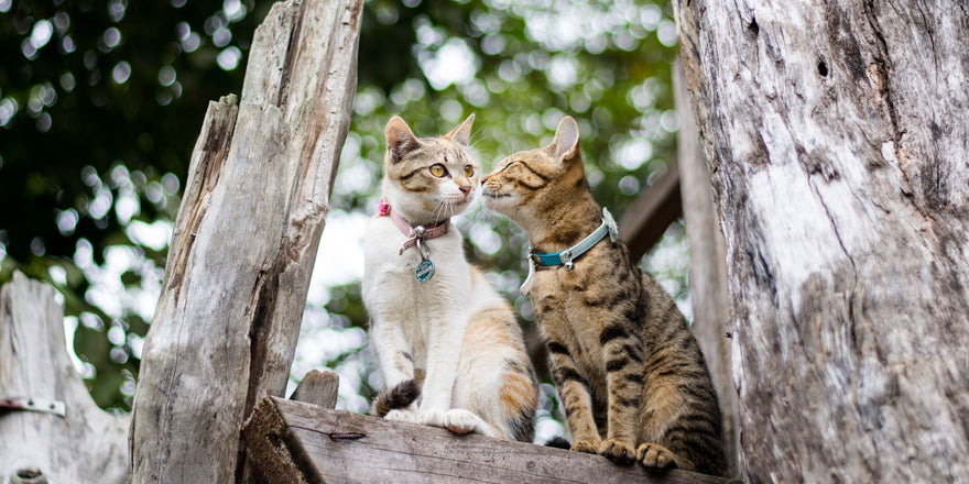 two cats sitting on a tree