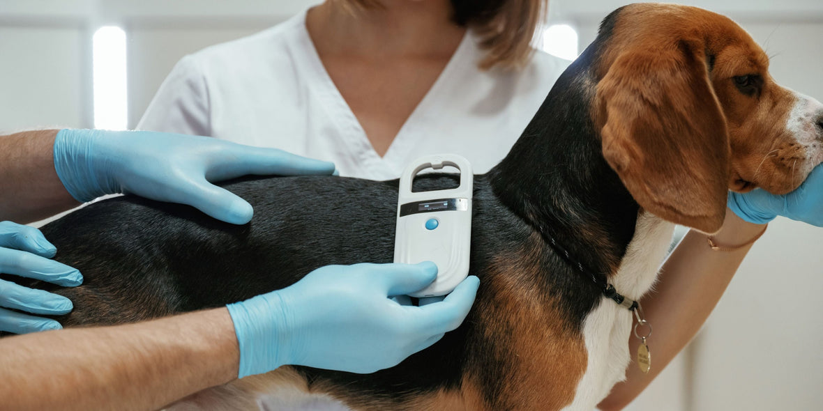 Vets checking dog for microchip